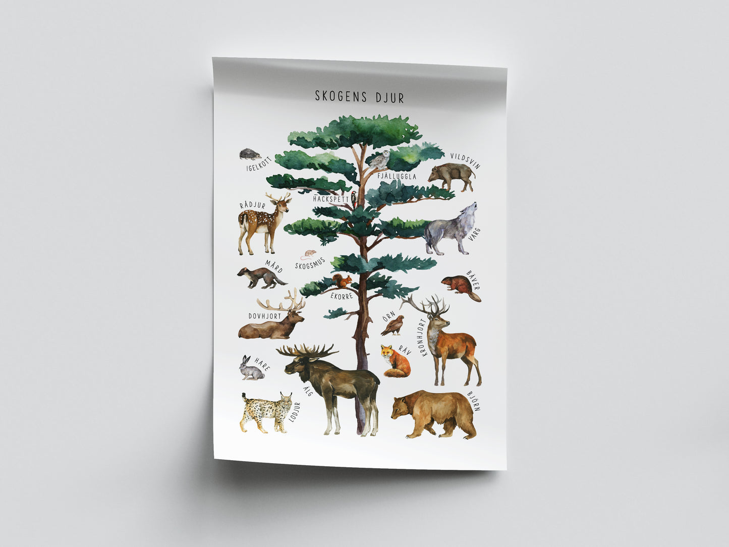 Pedagogisk poster: Skogens djur